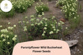 Eriogonum heracleoides Seeds - Parsnipflower Wild Buckwheat with Native White Blooms (50 Seeds)
