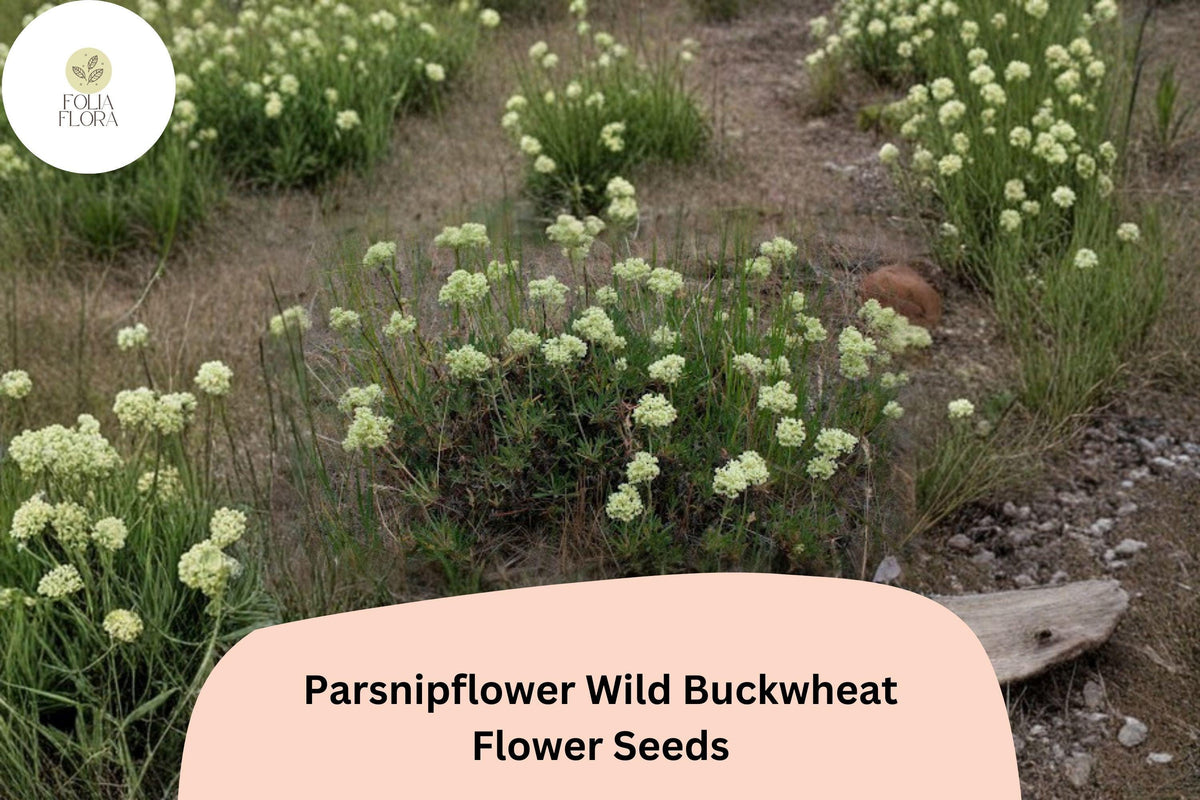 Eriogonum heracleoides Seeds - Parsnipflower Wild Buckwheat with Native White Blooms (50 Seeds)