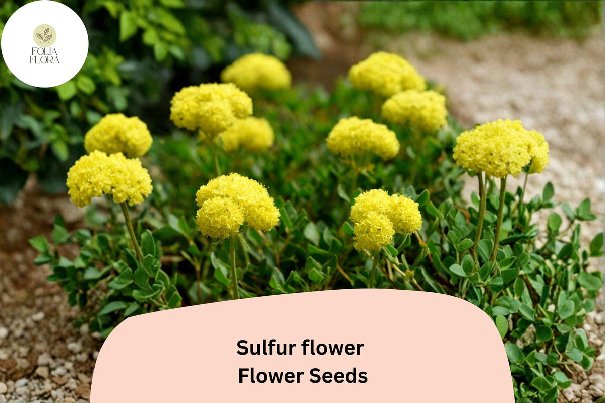 Eriogonum umbellatum Seeds - Sulfurflower Wild Buckwheat with Yellow Blooms (100 Seeds)