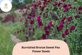 Burnished Bronze Sweet Pea Seeds - 50 Lathyrus odoratus Antique Copper Blooms