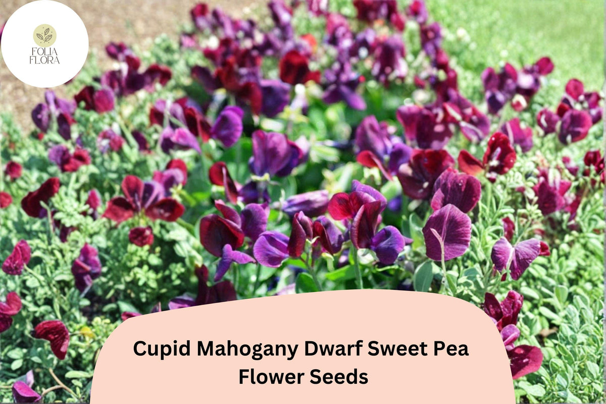 Cupid Mahogany Sweet Pea Seeds – Dwarf Lathyrus odoratus with Red Burgundy Blooms (50 Seeds)