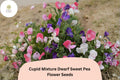 Cupid Mixture Dwarf Sweet Pea Seeds - Compact Lathyrus odoratus Color Mix (50 Seeds)