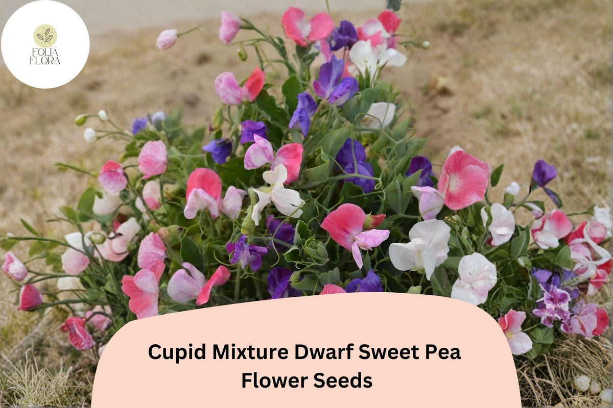 Cupid Mixture Dwarf Sweet Pea Seeds - Compact Lathyrus odoratus Color Mix (50 Seeds)