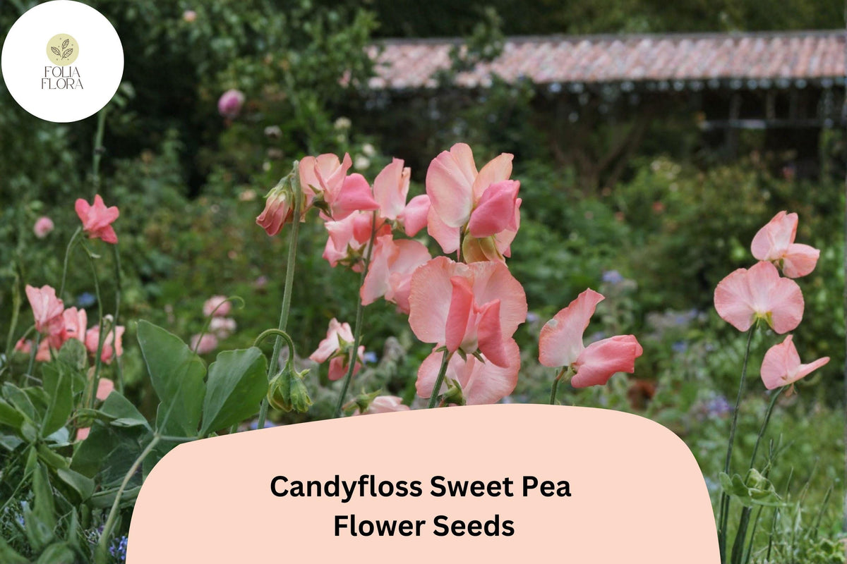 Candyfloss Sweet Pea Seeds - Pink Lathyrus odoratus Climbing Vine (50 Seeds)