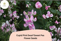 Cupid Pink Dwarf Sweet Pea Seeds - Compact Lathyrus odoratus Bush Flower (50 Seeds)