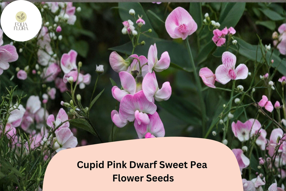 Cupid Pink Dwarf Sweet Pea Seeds - Compact Lathyrus odoratus Bush Flower (50 Seeds)