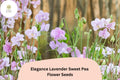 50 Elegance Lavender Sweet Pea Seeds – Tall Climbing Flower Vine