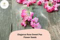 Elegance Rose Sweet Pea Seeds – Tall Climbing Vine (50 Seeds)