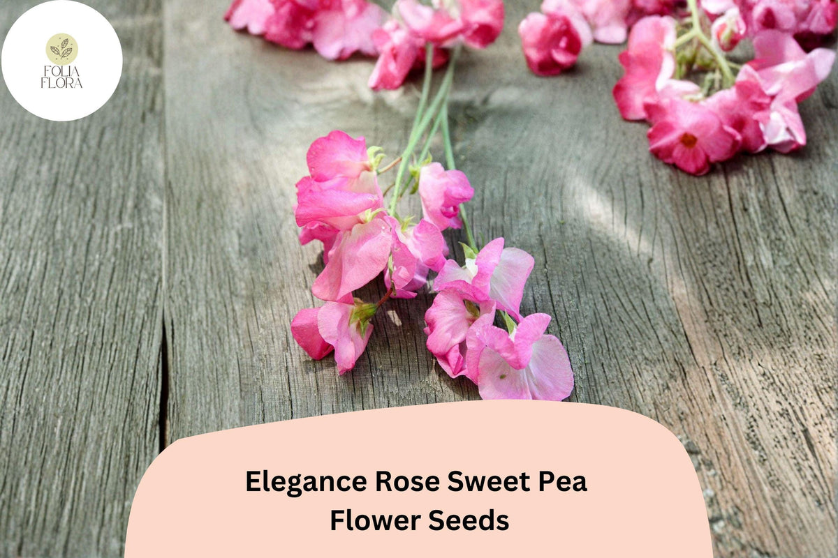 Elegance Rose Sweet Pea Seeds – Tall Climbing Vine (50 Seeds)