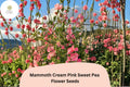 Mammoth Cream Pink Sweet Pea Seeds – Lathyrus odoratus Tall Climbing Flower Vine (50 Seeds)