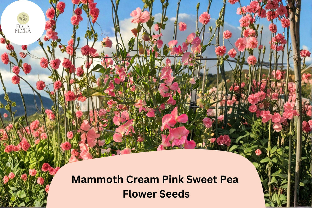 Mammoth Cream Pink Sweet Pea Seeds – Lathyrus odoratus Tall Climbing Flower Vine (50 Seeds)