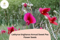 50 Tangier Pea Seeds - Lathyrus tingitanus Annual Sweet Pea Flowers for Garden Planting