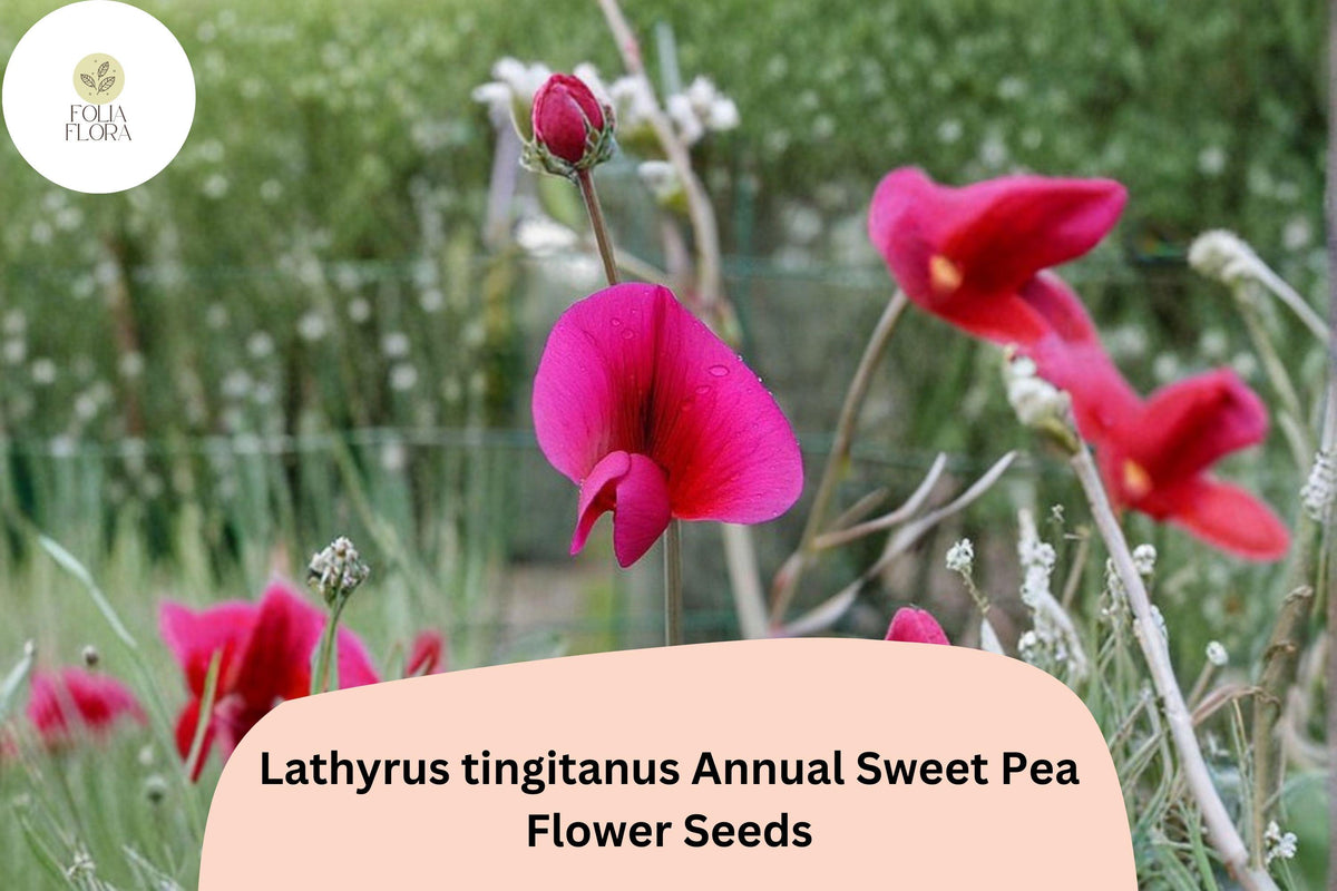 50 Tangier Pea Seeds - Lathyrus tingitanus Annual Sweet Pea Flowers for Garden Planting