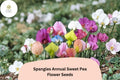 50 Spangles Annual Sweet Pea Seeds | Lathyrus odoratus | Colorful Heirloom Flower Seeds