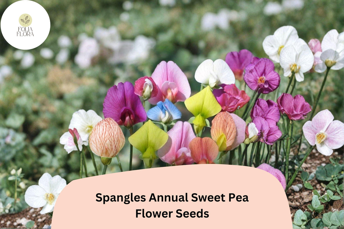 50 Spangles Annual Sweet Pea Seeds | Lathyrus odoratus | Colorful Heirloom Flower Seeds