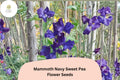 Mammoth Navy Sweet Pea Seeds – Lathyrus odoratus Tall Climbing Flower Vine (50 Seeds)