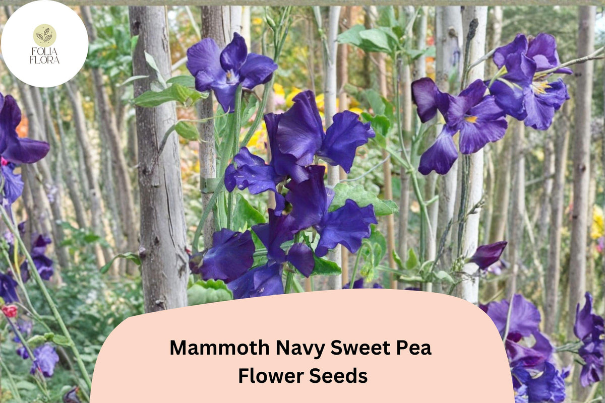 Mammoth Navy Sweet Pea Seeds – Lathyrus odoratus Tall Climbing Flower Vine (50 Seeds)