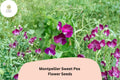 Montpellier Sweet Pea Seeds – Lathyrus odoratus Tall Climbing Flower Vine (50 Seeds)