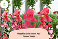 Cerise Pink Sweet Pea Seeds - Nozaki Lathyrus Odoratus Vine (50 Seeds)