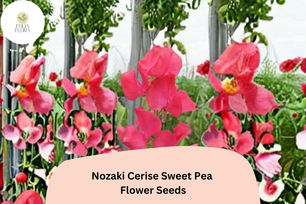 Cerise Pink Sweet Pea Seeds - Nozaki Lathyrus Odoratus Vine (50 Seeds)