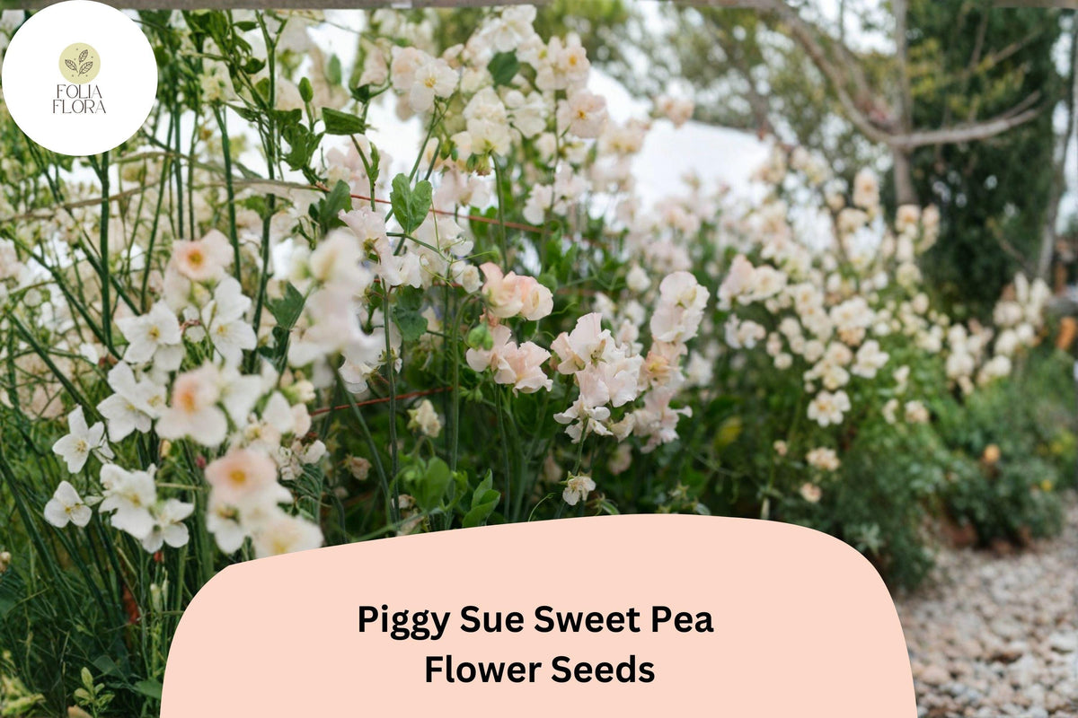 Piggy Sue Sweet Pea Seeds – Lathyrus odoratus Climbing Vine (50 Seeds)