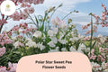 Polar Star Sweet Pea Seeds - Lathyrus odoratus Climbing Vine (50 Seeds)