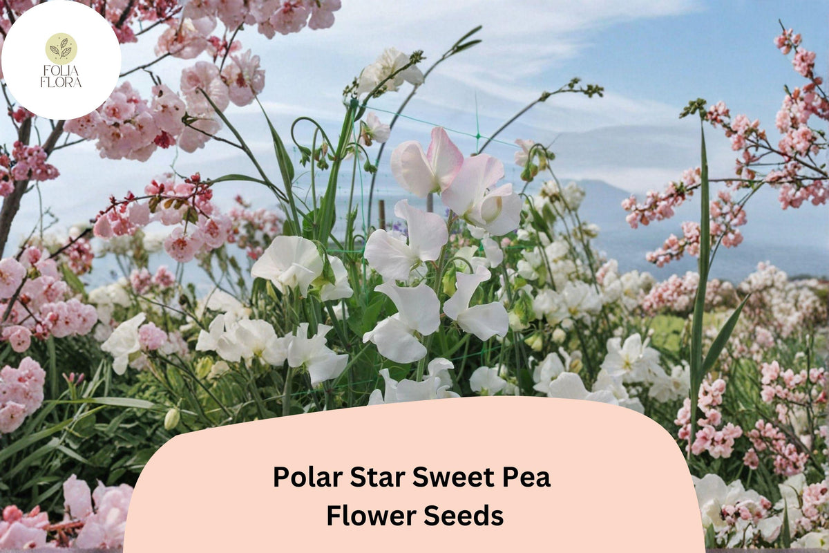 Polar Star Sweet Pea Seeds - Lathyrus odoratus Climbing Vine (50 Seeds)