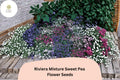 Riviera Mixture Sweet Pea Seeds – Lathyrus odoratus Climbing Vine (50 Seeds)