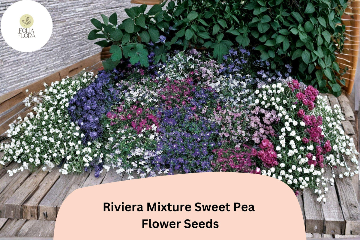 Riviera Mixture Sweet Pea Seeds – Lathyrus odoratus Climbing Vine (50 Seeds)