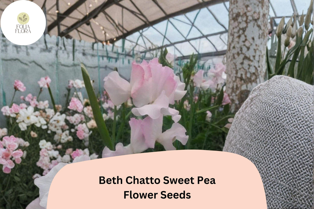 50 Beth Chatto Sweet Pea Seeds | Lathyrus odoratus Pastel Pink Annual Flower