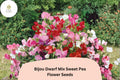 Dwarf Sweet Pea Seeds - Bijou Mix Pastel Annual Flowers (50 Seeds)