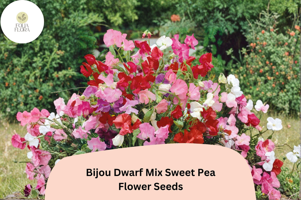 Dwarf Sweet Pea Seeds - Bijou Mix Pastel Annual Flowers (50 Seeds)