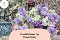 50 Blue Mix Sweet Pea Seeds | Lathyrus odoratus | Blue & Lavender Annual Flower