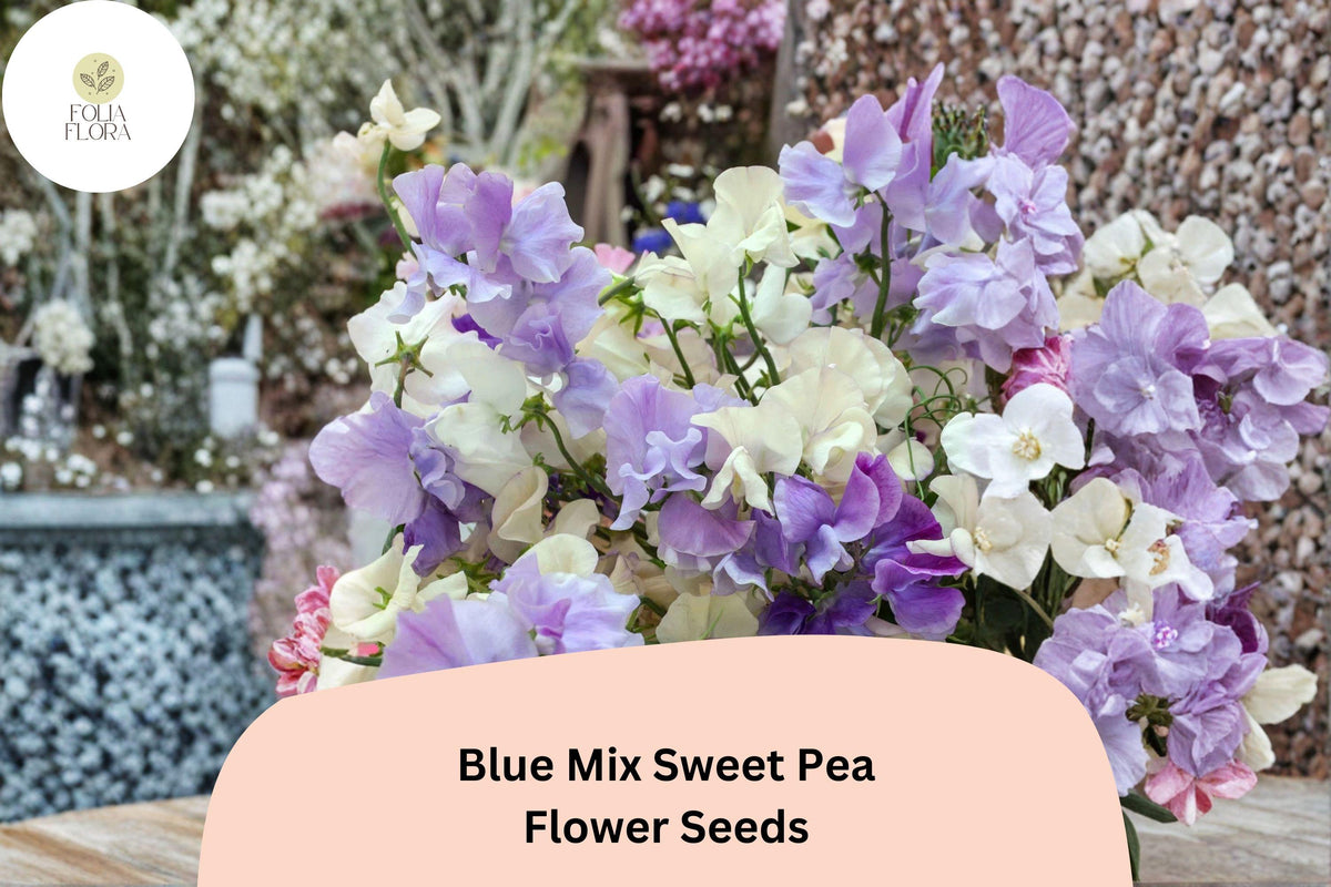 50 Blue Mix Sweet Pea Seeds | Lathyrus odoratus | Blue & Lavender Annual Flower
