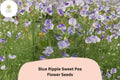 50 Blue Ripple Sweet Pea Seeds | Lathyrus odoratus | Fragrant Blue & White Flowers
