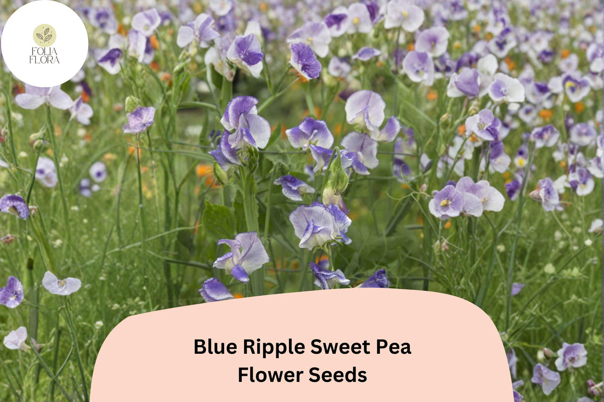 50 Blue Ripple Sweet Pea Seeds | Lathyrus odoratus | Fragrant Blue & White Flowers