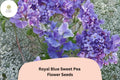 Royal Blue Sweet Pea Seeds – Lathyrus odoratus Climbing Vine (50 Seeds)