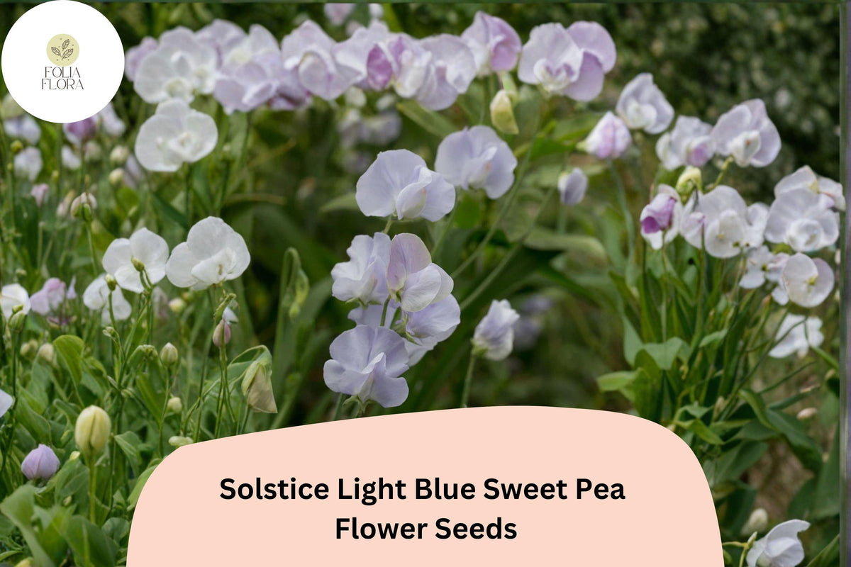 50 Solstice Light Blue Sweet Pea Seeds – Fragrant Climbing Vine for Gardens
