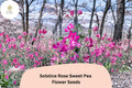 Solstice Rose Sweet Pea Seeds – Lathyrus odoratus Climbing Vine (50 Seeds)