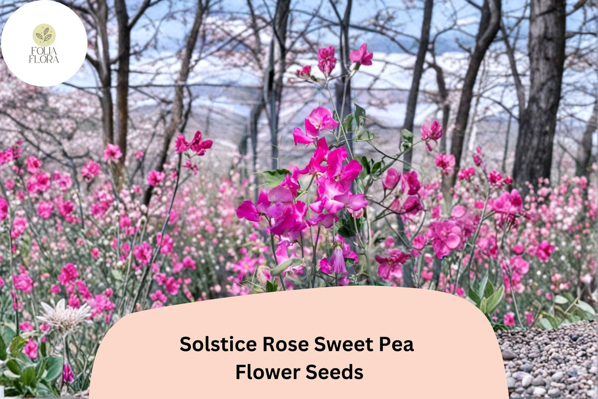 Solstice Rose Sweet Pea Seeds – Lathyrus odoratus Climbing Vine (50 Seeds)
