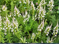 Veronicastrum virginicum Culver's Root 2500 Native Prairie Wildflower Seeds Pollinator Plant