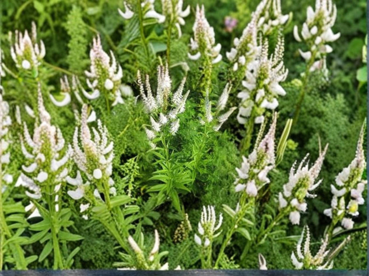 Veronicastrum virginicum Culver's Root 2500 Native Prairie Wildflower Seeds Pollinator Plant