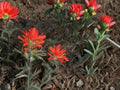 Castilleja angustifolia Indian Paintbrush Seeds – Northwestern Native Wildflower – 100 Seeds