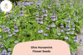 300 Ohio Horsemint Seeds - Monarda fistulosa Wild Bee Balm for Pollinators