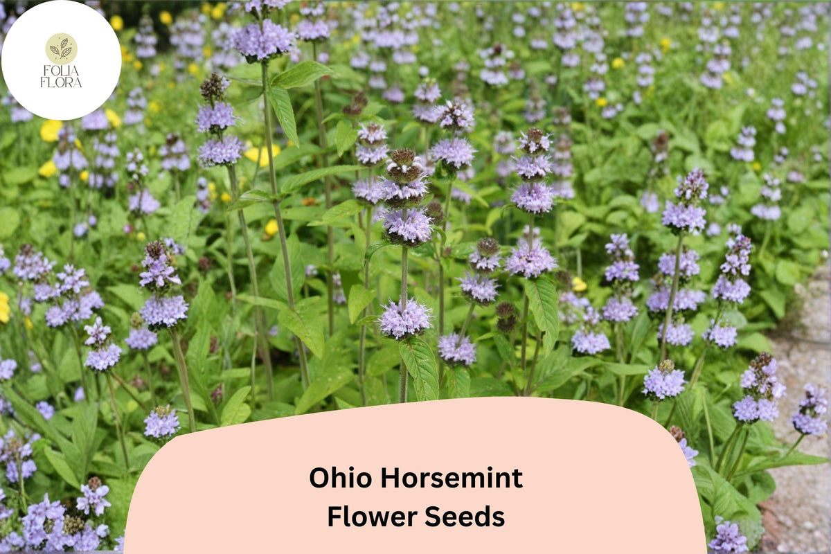 300 Ohio Horsemint Seeds - Monarda fistulosa Wild Bee Balm for Pollinators