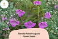 250 Slender False Foxglove Seeds – Agalinis tenuifolia Native Pink Wildflower for Prairie Gardens