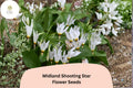 Dodecatheon meadia Seeds - 100 Midland Shooting Star Native Wildflower Seeds