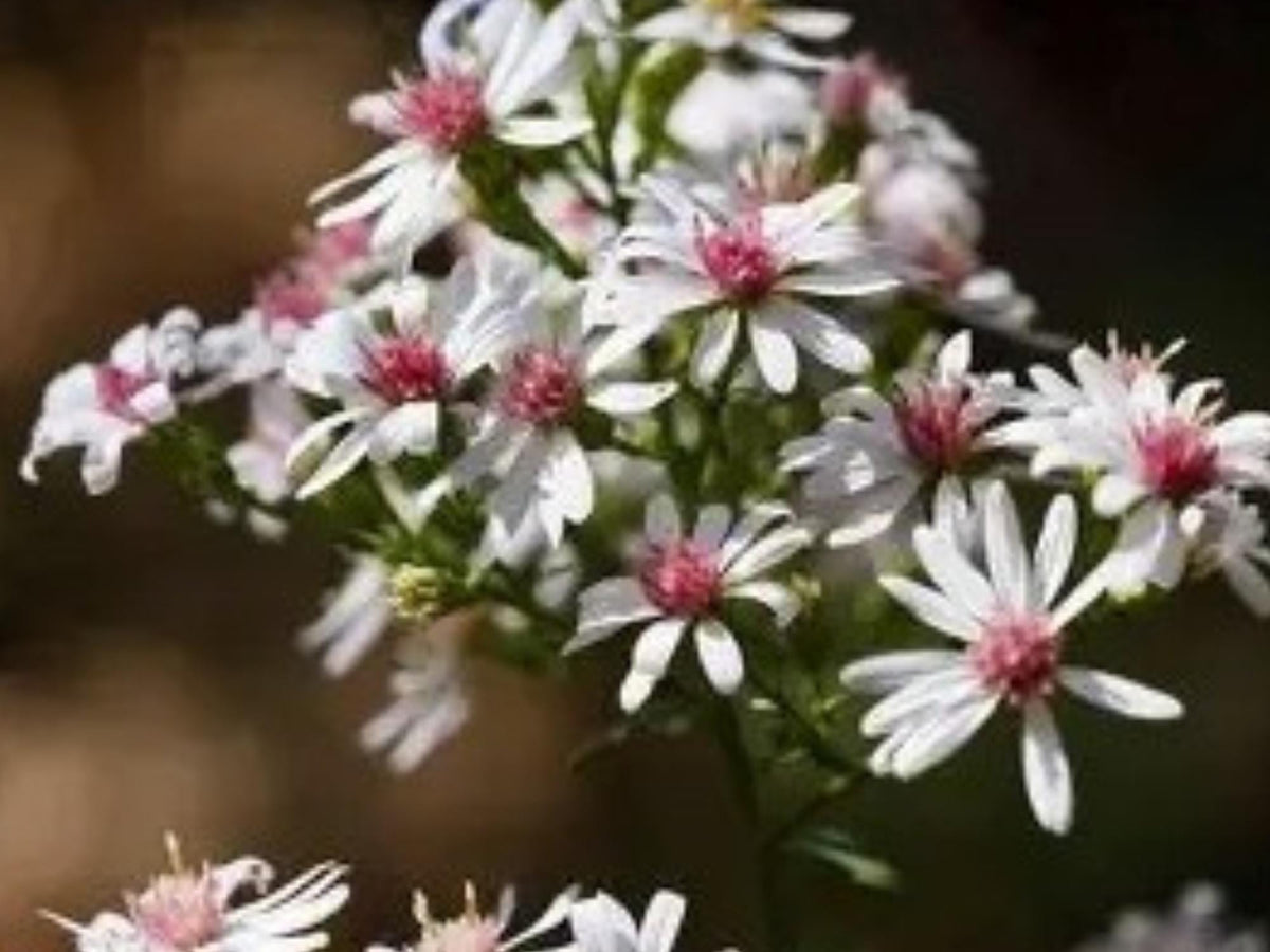 Calico Aster Seeds – Symphyotrichum lateriflorum – Native Wildflower Pollinator Plant – 100 Seeds
