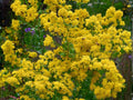 Stiff Goldenrod Seeds (Oligoneuron rigidum) – 100 Native Wildflower Seeds for Prairies & Pollinators
