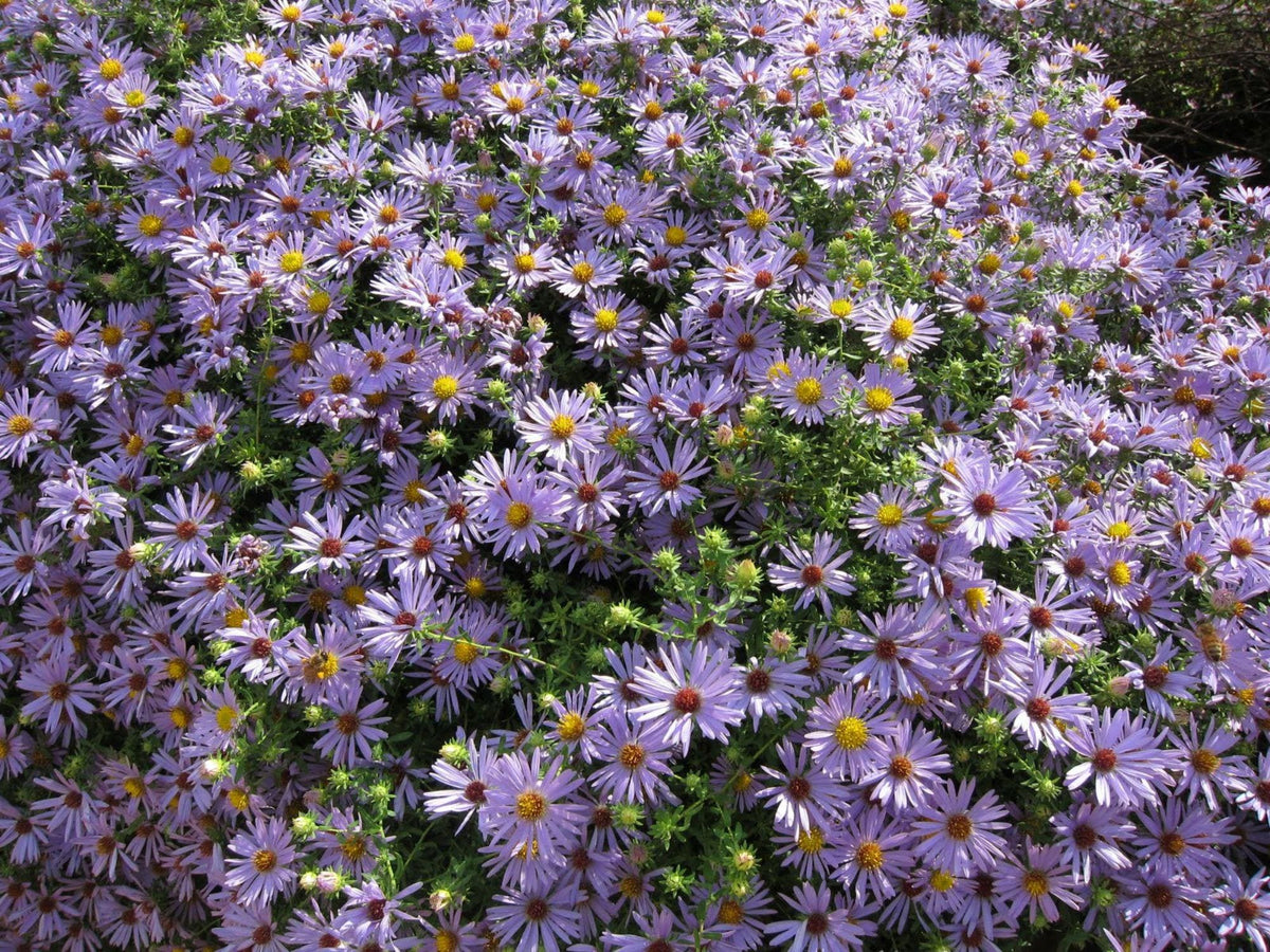 100 Aromatic Aster Seeds - Symphyotrichum oblongifolium Native Perennial Wildflower